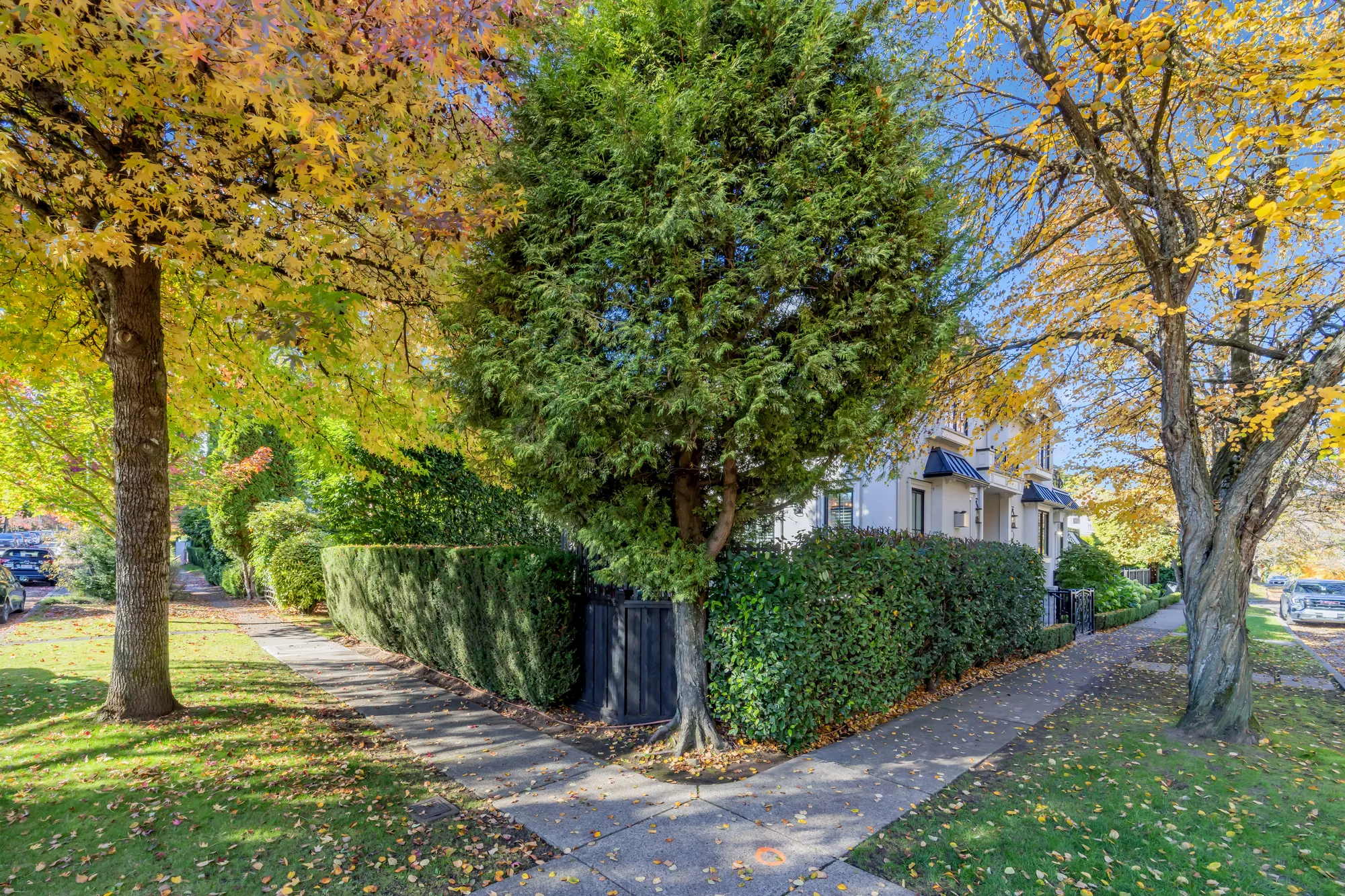 The corner of the lot: a tall cedar, hedges, the sidewalk and street trees in autumn colour